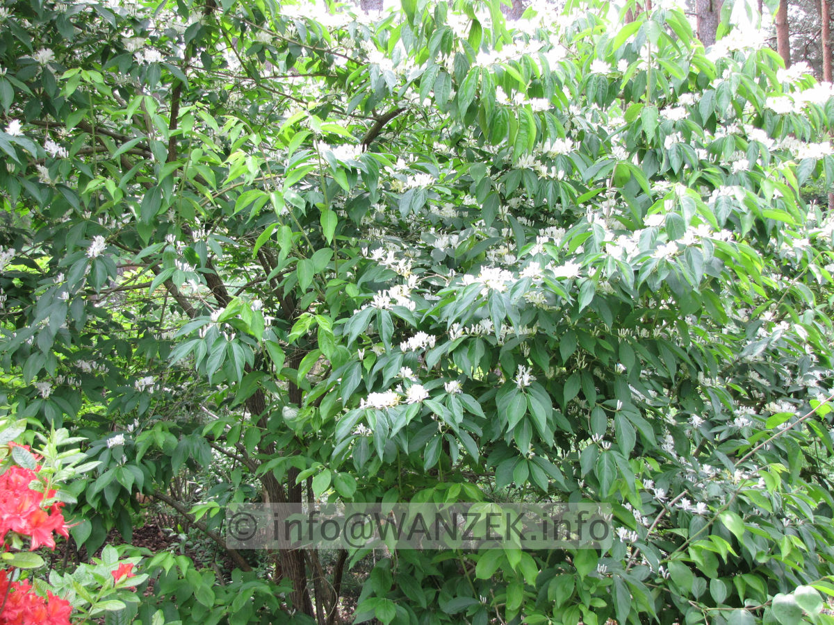 Lonicera maackii.JPG